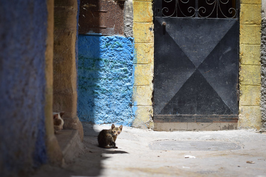 Is This Cat City? Capturing The Cats Of Essaouira, Morocco