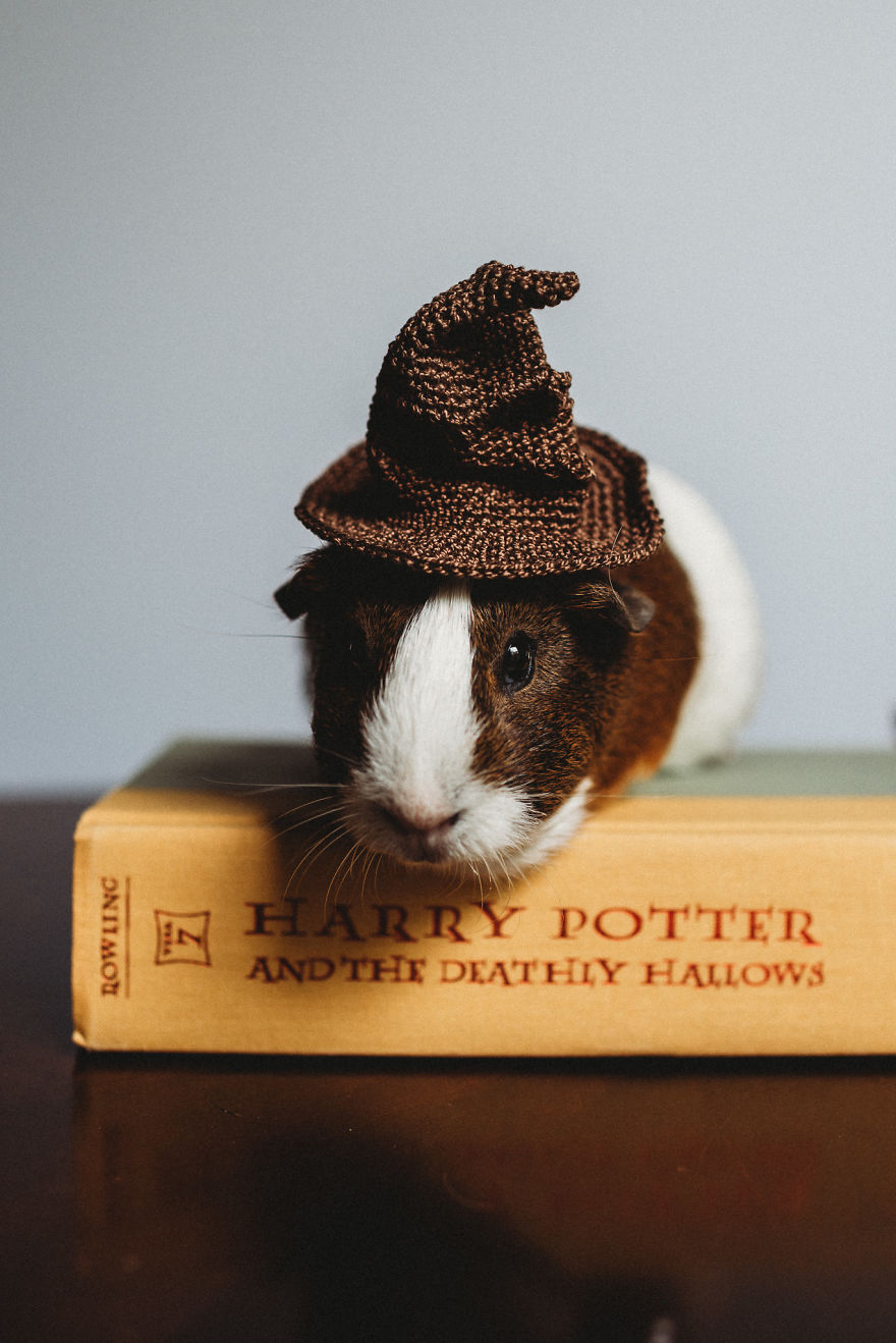 There's A Witch In The Family: I Made A Harry Potter-Themed Photo Shoot With My Guinea Pig