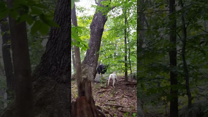 Courageous Pitbull Pushes Giant Bear Away From Its Owner