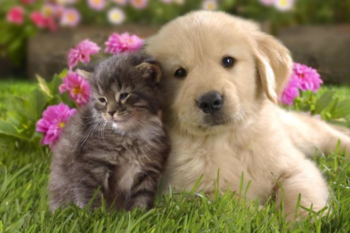 Dogs And Cats That Are In Love