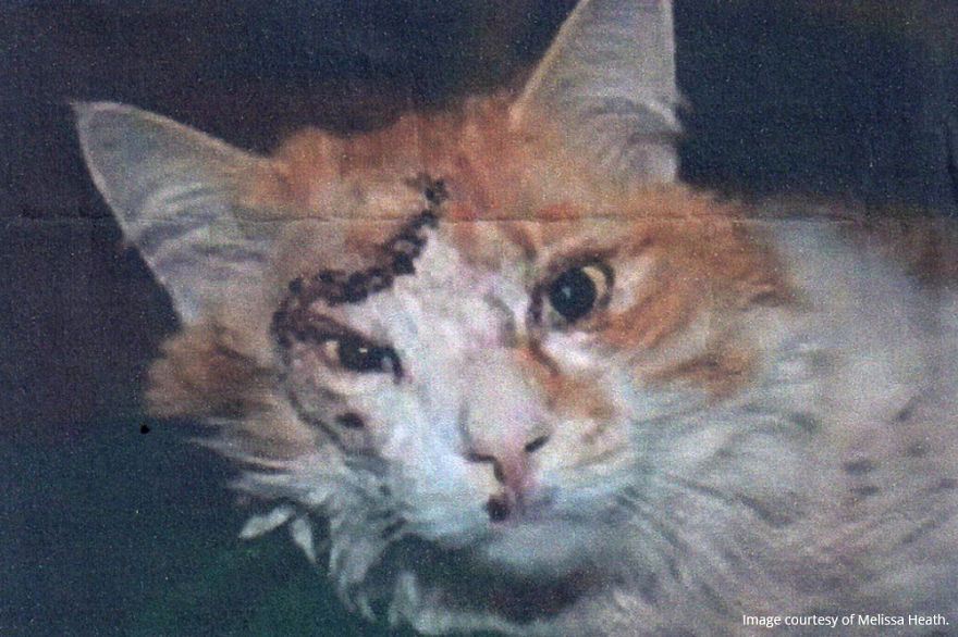 7 Years After Major Nz Earthquake, The 'Unknown Cat' I Wrote About In Quake Cats Book Is Found Alive & Well, Fully Recovered From Horrific Injuries. This Is His Story