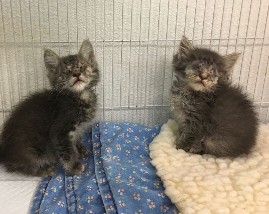 Sacramento Shelter Goes Above And Beyond For Tiny Kittens