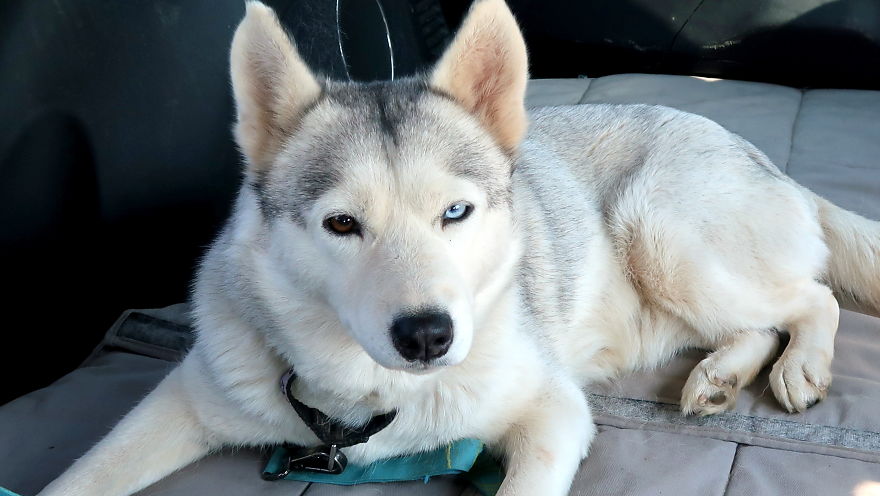 Husky Gets Second Chance At Life