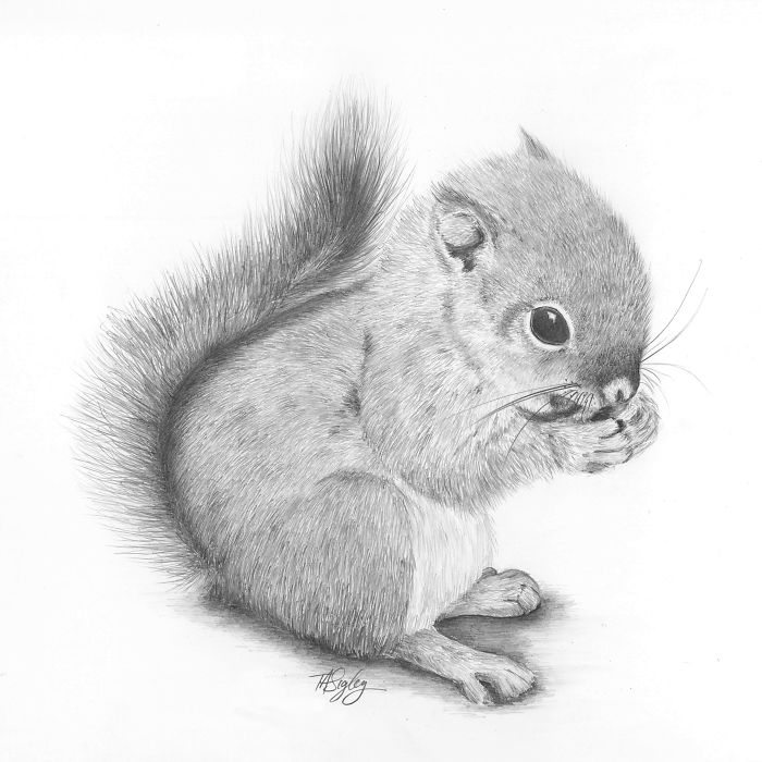 I Draw Animals With A Mechanical Pencil