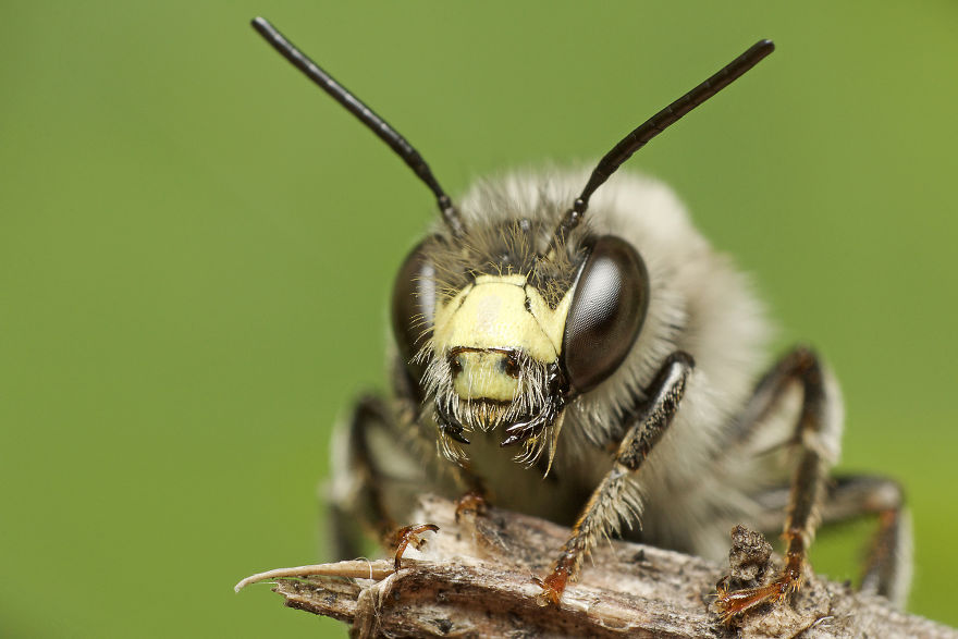 Digger Bee (Anthophora Terminalis)