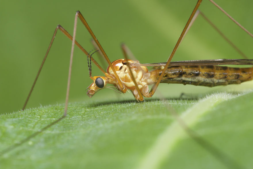 Cranefly (Tipulidae)