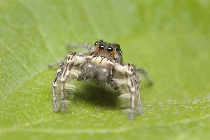 Jumping Spider (Male Phidippus Putnami)