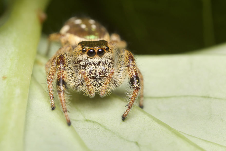 Jumping Spider (Female Paraphidippus Aurantius)