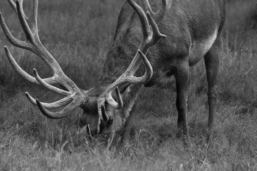 I Want To Show The Beauty Of The Veluwe....