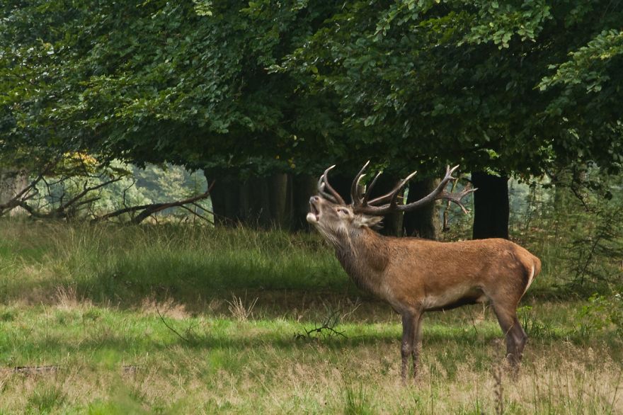 I Want To Show The Beauty Of The Veluwe....