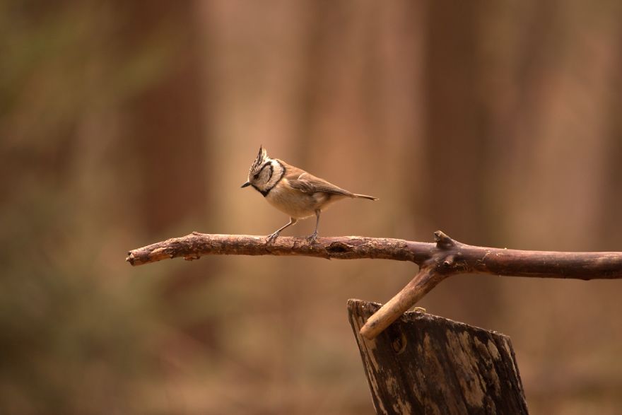 I Want To Show The Beauty Of The Veluwe....