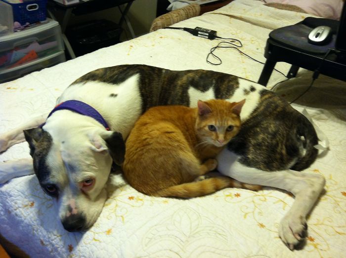 Tater Tot The Cat And Diamond The Dog Adored Each Other. They Both Died Within A Month Of Each Other.