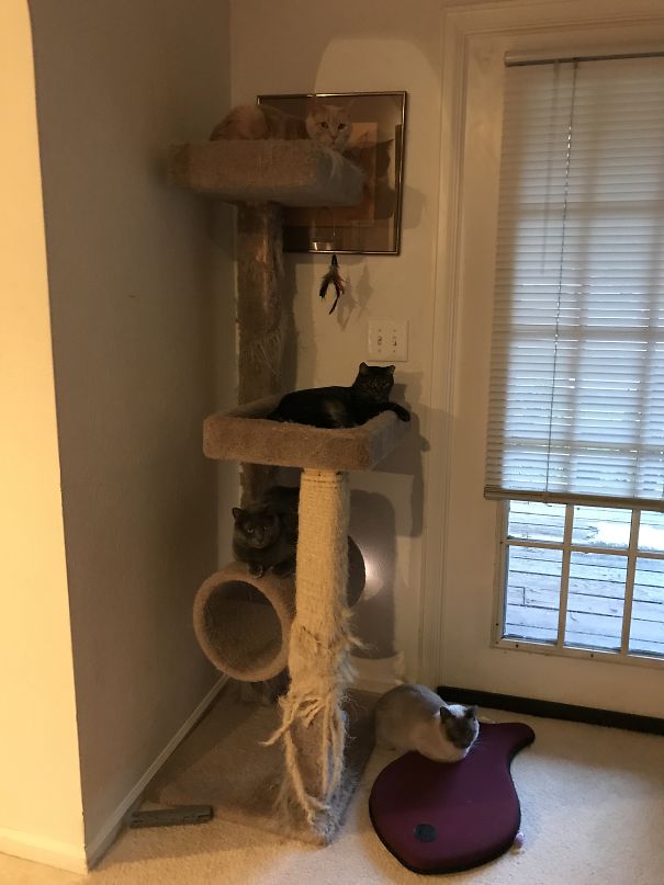 Cat Tree Takeover!