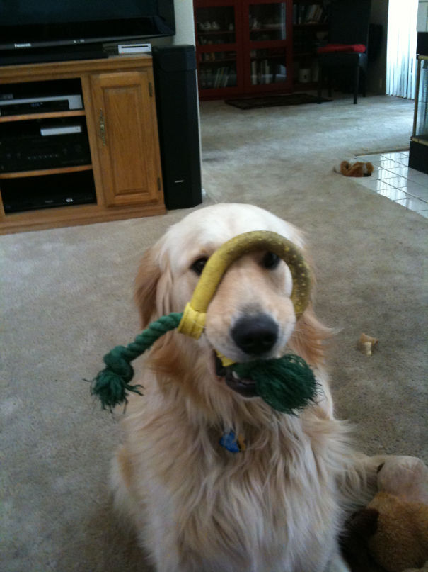 Our Golden, Samantha, Brings Us A Toy Every Time One Of Us Returns From The Kitchen :)