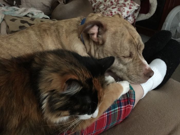 Looks Like Besties But Sergeant (dog) Is Actually Jealous And Slowly Trying To Push Torbie (cat) Off