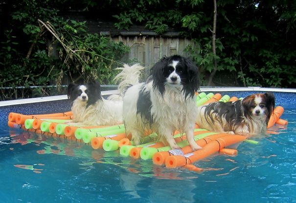 Yes I Built A Raft Out Of Pool Noodles For My Dogs... Stop Laughing At Me Like My Wife Did. When I Go For A Swim, They Jump Up And Down At The Side Of The Pool To Get On The Raft.