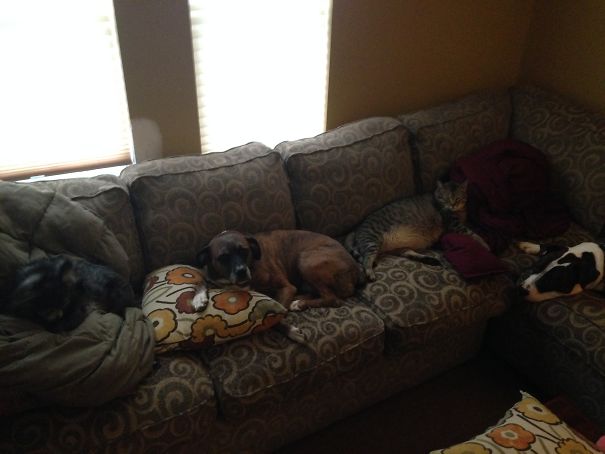 My Pets Have Taken Over My Couch