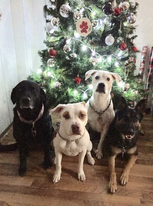 Christmas Goes To The Dogs