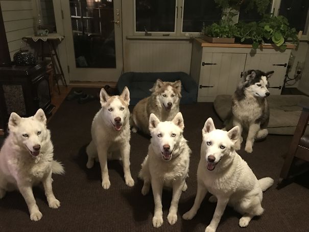 I Have 10 Huskies- 4 Are From One Litter And It Is Still Puppy Piles Every Night.