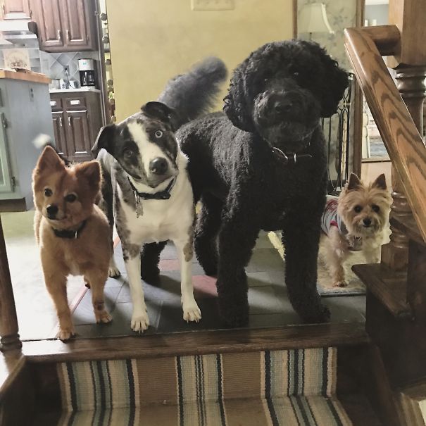 The Crew ❤️ Made Up Of Cooper The Pomeranian Papillon, Mel The Australian Shepherd Mix, Wally The Golden Doodle, And Fran The Cairn Terrier