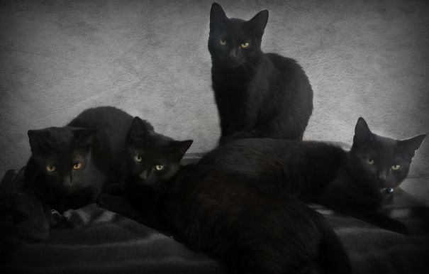 My Black Cats