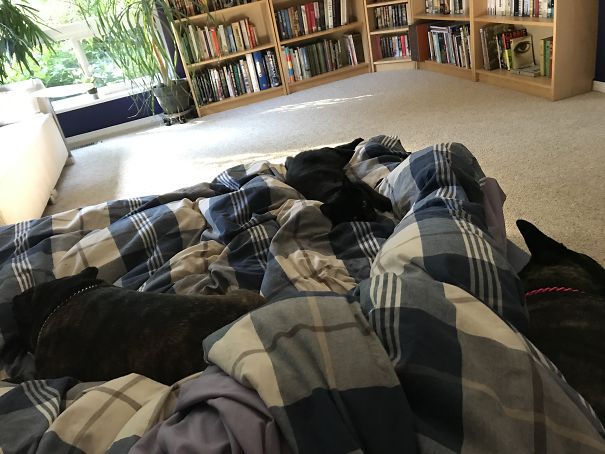 My Legs "snuggled" By 2 Dogs And A Cat
