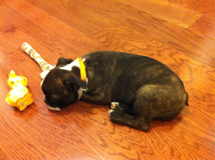 Dollee The Boston Terrier Worn Out And Passed Out On The Kitchen Floor On Her First Day In Her Forever Home.