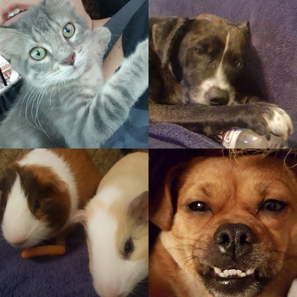 2 Dogs, 2 Guinea Pigs, 1 Kitten.... To Be Continued.