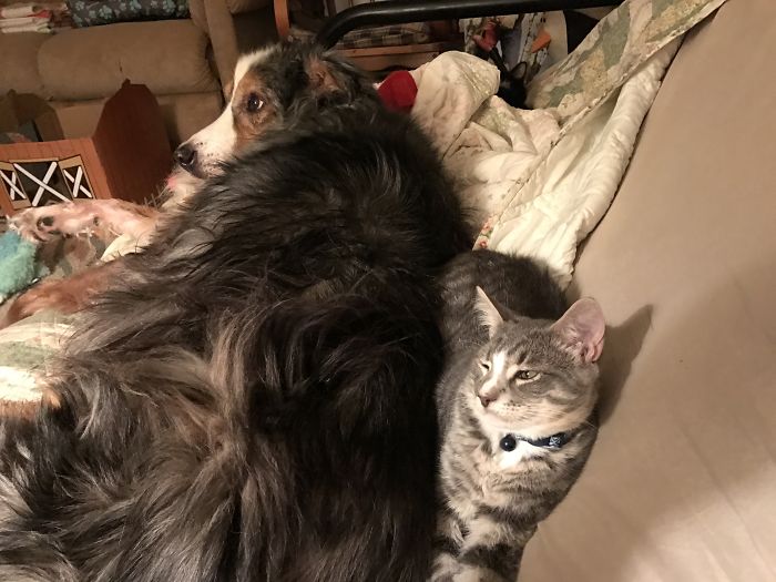 Sophie ( Kitten) With Montego (aussie) Finnegan (kitty) With Montego (aussie) Finding The Softest Place In The House