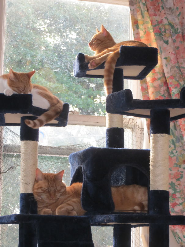 My Three Cats, Thomas Leo, Reuben And Harry