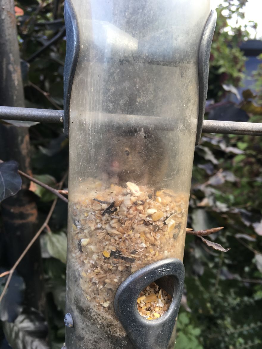 When You Thought The Birds Were Going Through The Bird Seed Faster Than Usual..