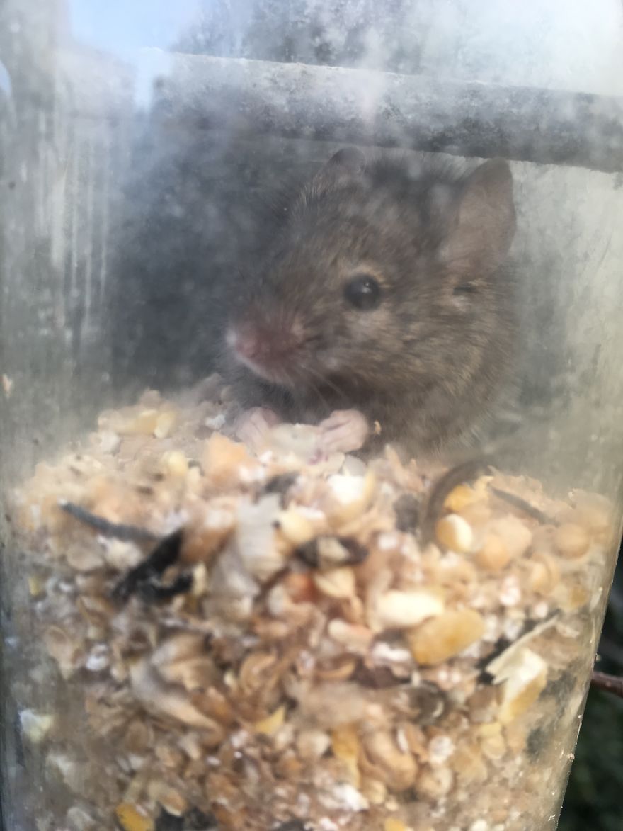 When You Thought The Birds Were Going Through The Bird Seed Faster Than Usual..