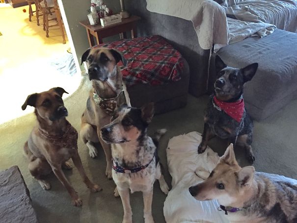 My Five Babies. Left To Right: Luna And Dakota Are Sister And Brother Rescue. Leo Is Half Siberian Husky And Half Australian Cattle Dog That Was Rescued. Taz Is An Australian Cattle Dog. And Asia A German Shepherd. Two Cats Are Missing From This Picture.