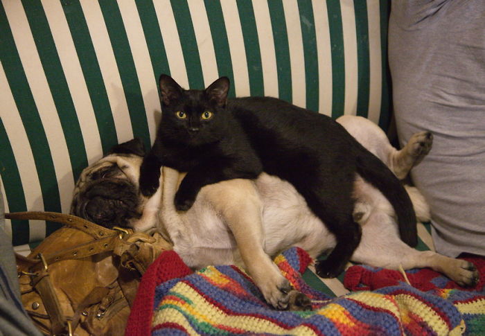 Our Cat Ziggy Loves Vasily The Pug!