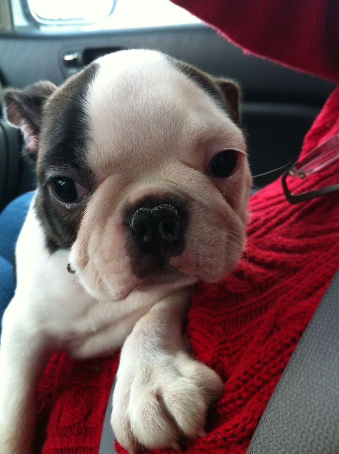 Ralph The Boston Terrier On His Way To His New Forever Home