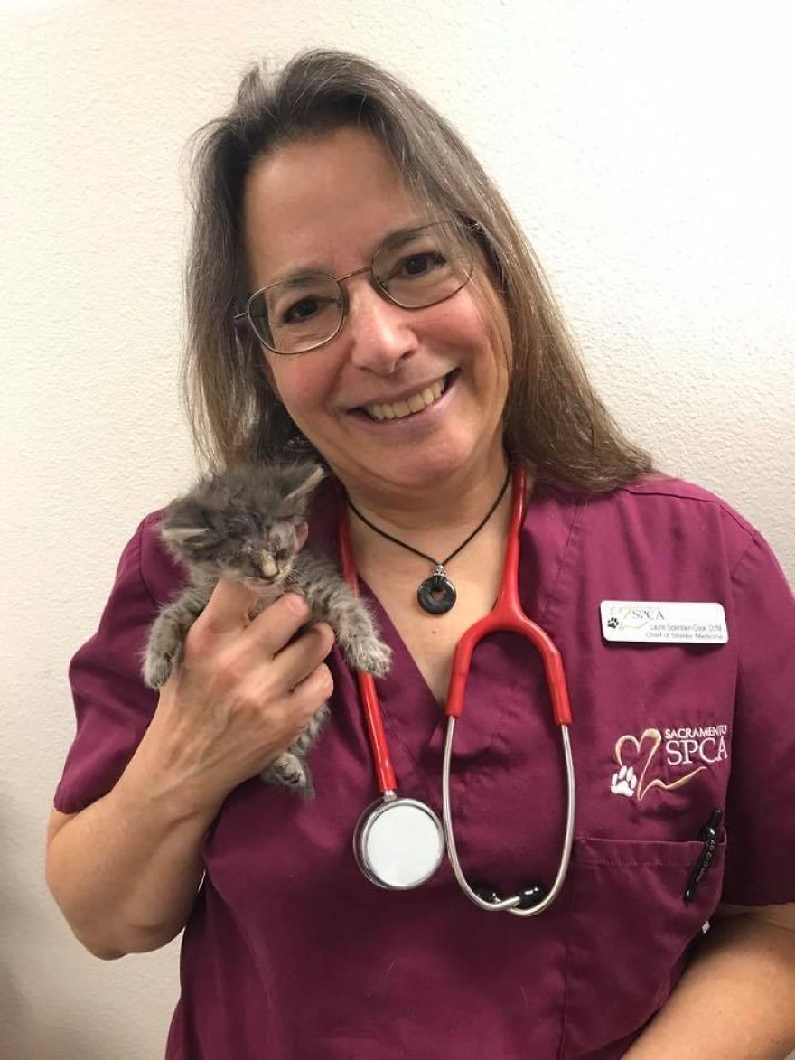 Sacramento Shelter Goes Above And Beyond For Tiny Kittens