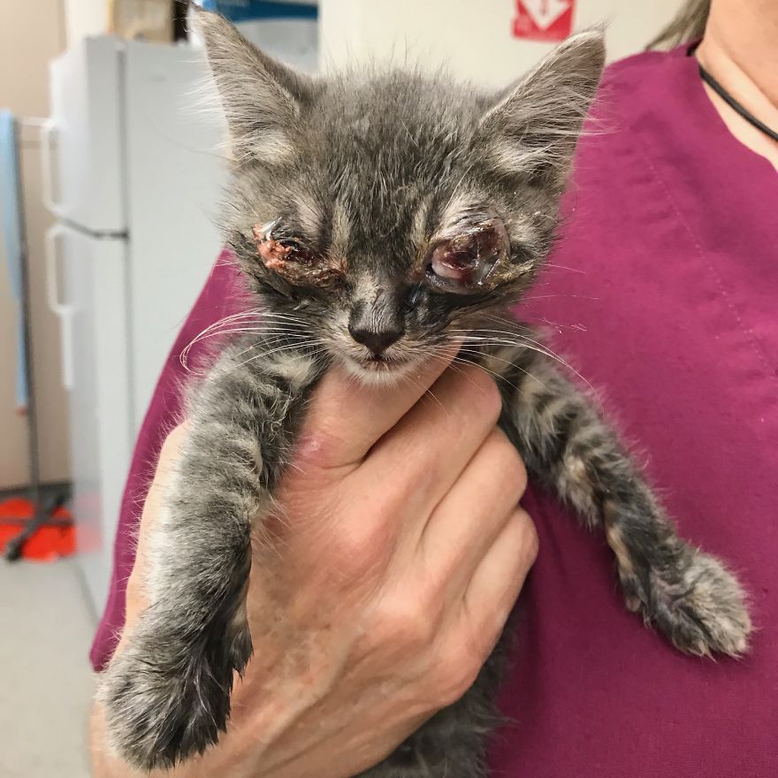 Sacramento Shelter Goes Above And Beyond For Tiny Kittens