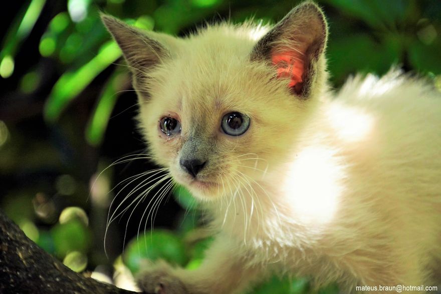 My Lemon Tree And My Kittens - Meu Limoeiro E Meus Gatinhos