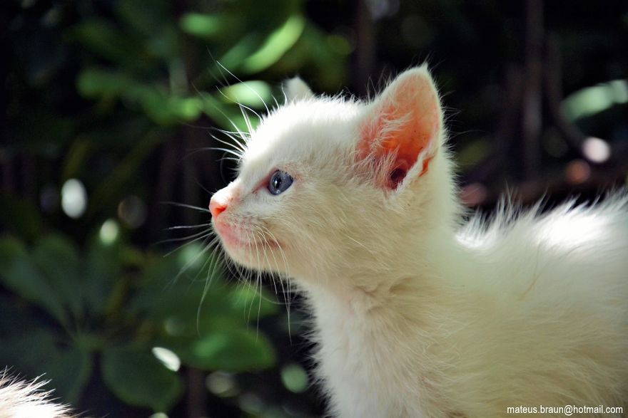 My Lemon Tree And My Kittens - Meu Limoeiro E Meus Gatinhos