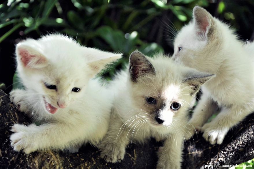 My Lemon Tree And My Kittens - Meu Limoeiro E Meus Gatinhos