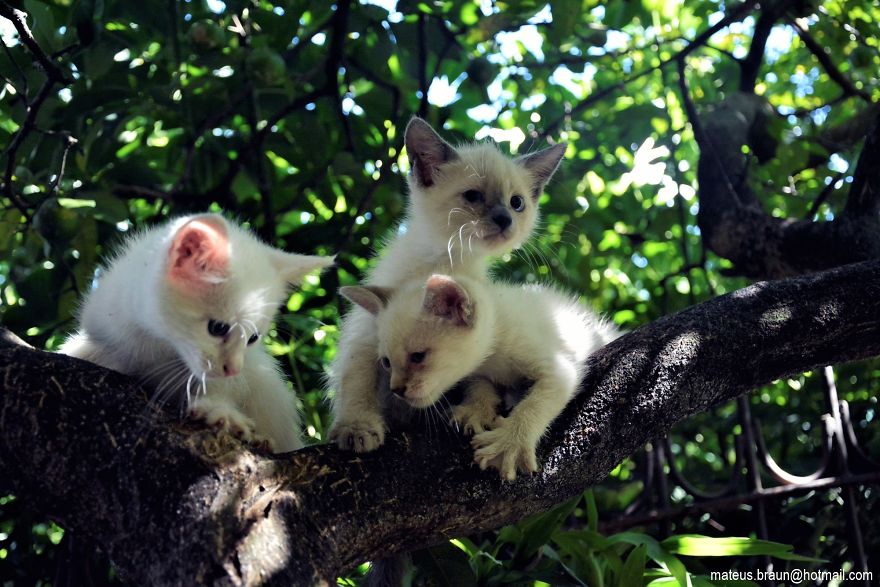 My Lemon Tree And My Kittens - Meu Limoeiro E Meus Gatinhos