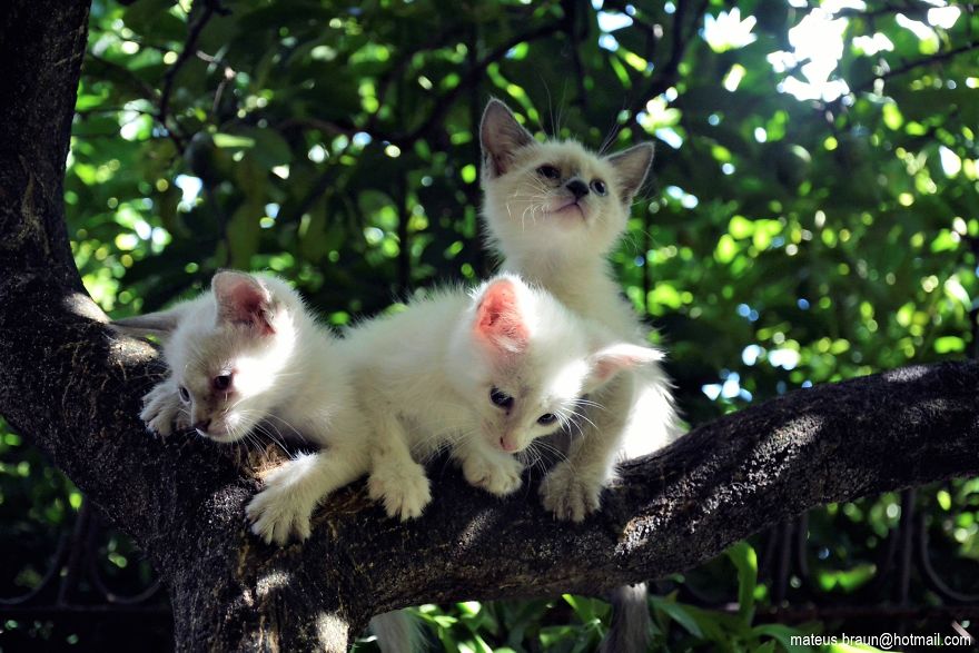 My Lemon Tree And My Kittens - Meu Limoeiro E Meus Gatinhos