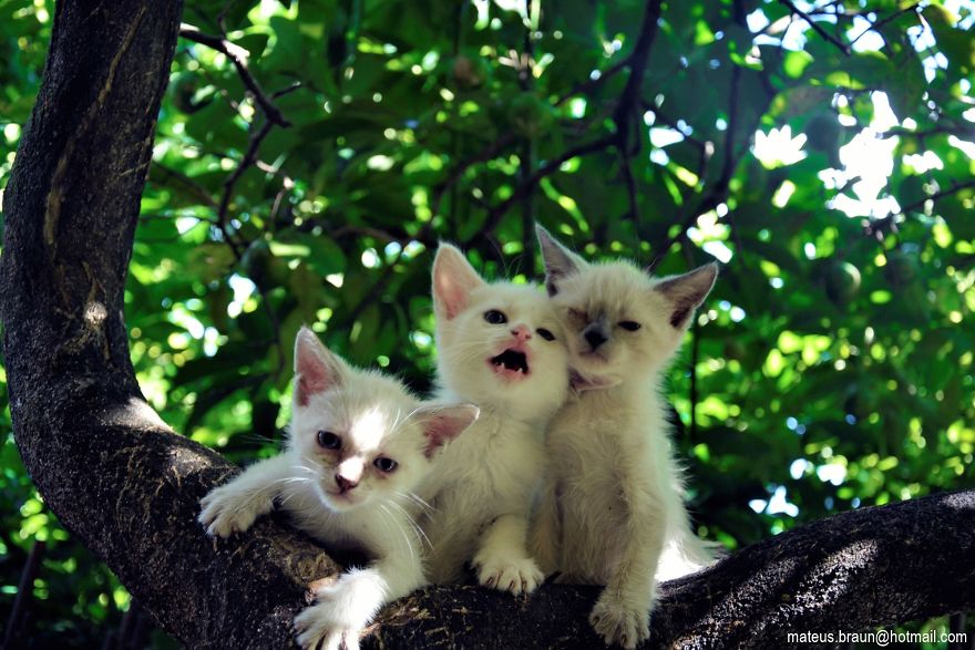 My Lemon Tree And My Kittens - Meu Limoeiro E Meus Gatinhos