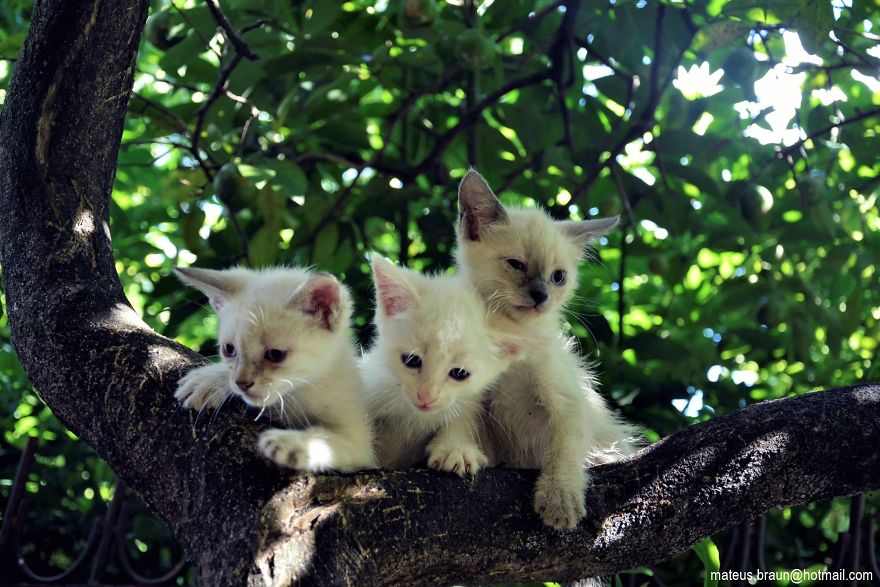 My Lemon Tree And My Kittens - Meu Limoeiro E Meus Gatinhos