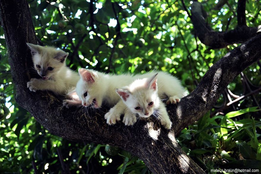 My Lemon Tree And My Kittens - Meu Limoeiro E Meus Gatinhos