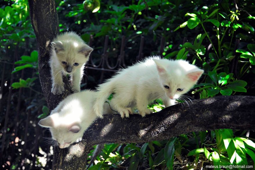 My Lemon Tree And My Kittens - Meu Limoeiro E Meus Gatinhos