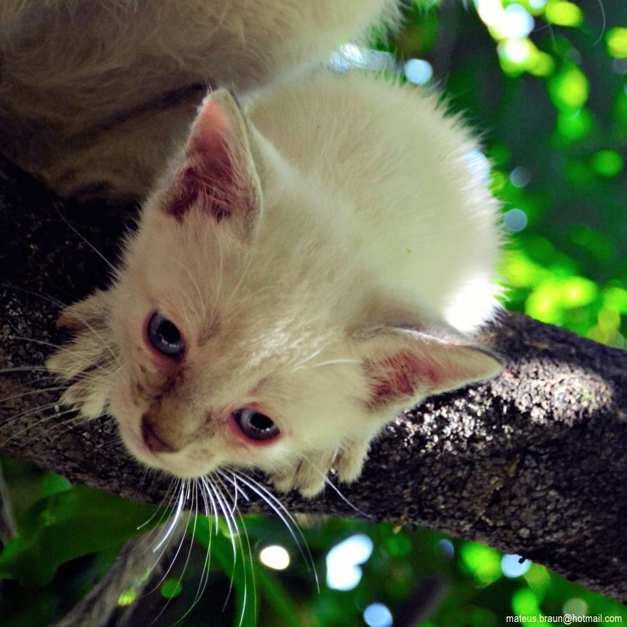 My Lemon Tree And My Kittens - Meu Limoeiro E Meus Gatinhos