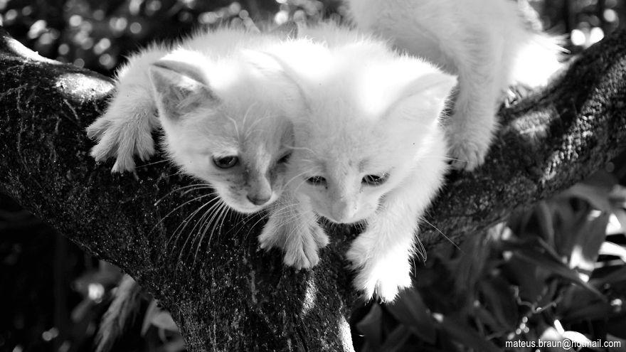 My Lemon Tree And My Kittens - Meu Limoeiro E Meus Gatinhos