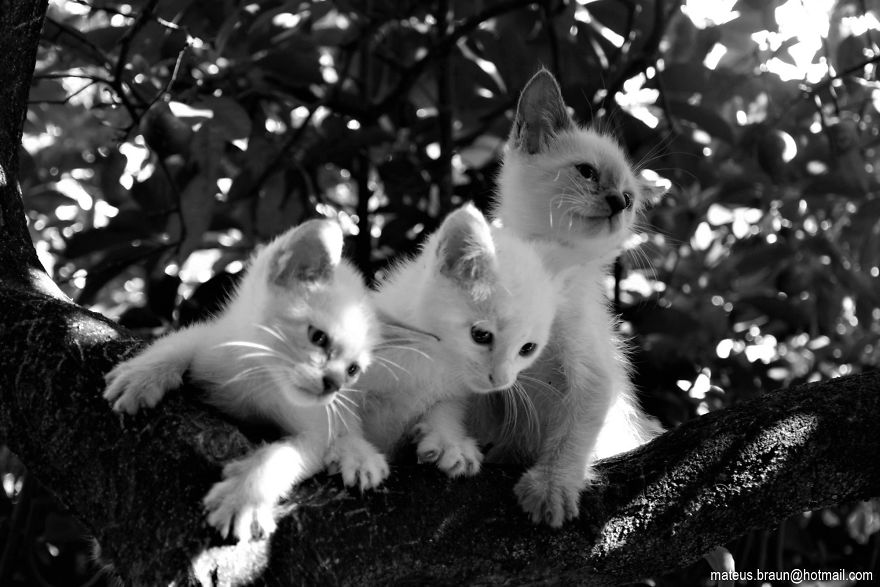 My Lemon Tree And My Kittens - Meu Limoeiro E Meus Gatinhos