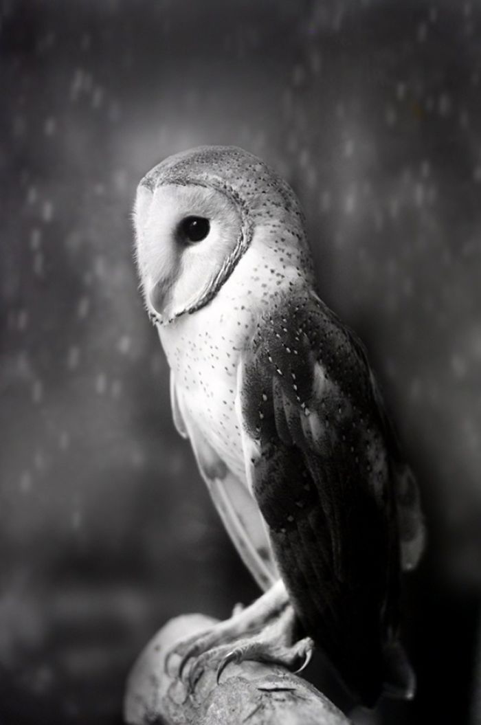 Majestic Barn Owl